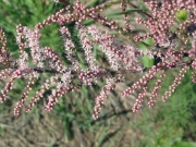 salt cedar, tamarisk (Tamarix parviflora)